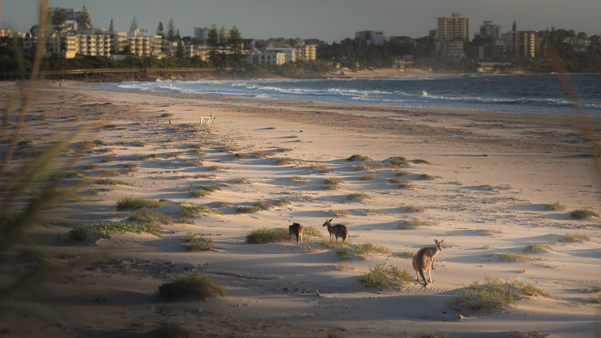 Beach Boys
